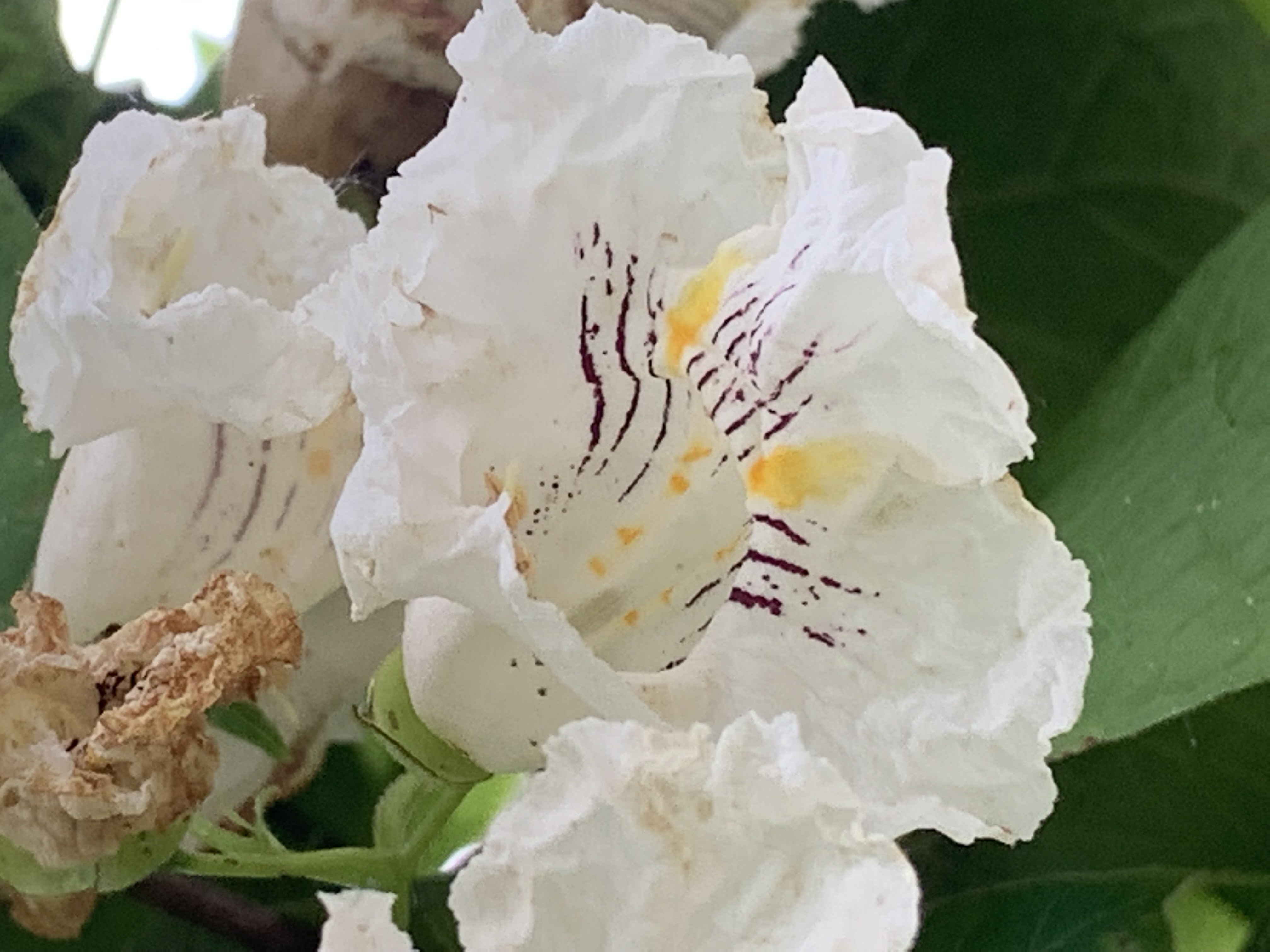 ./2022/06 - St Louis/03 - Day 3/20220523-173358582.JPG